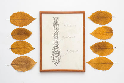 Halloween Wall Decor, Fall Decor, Halloween Boho Set of 6 Prints