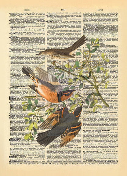 Birds and Plants Dictionary Art Print