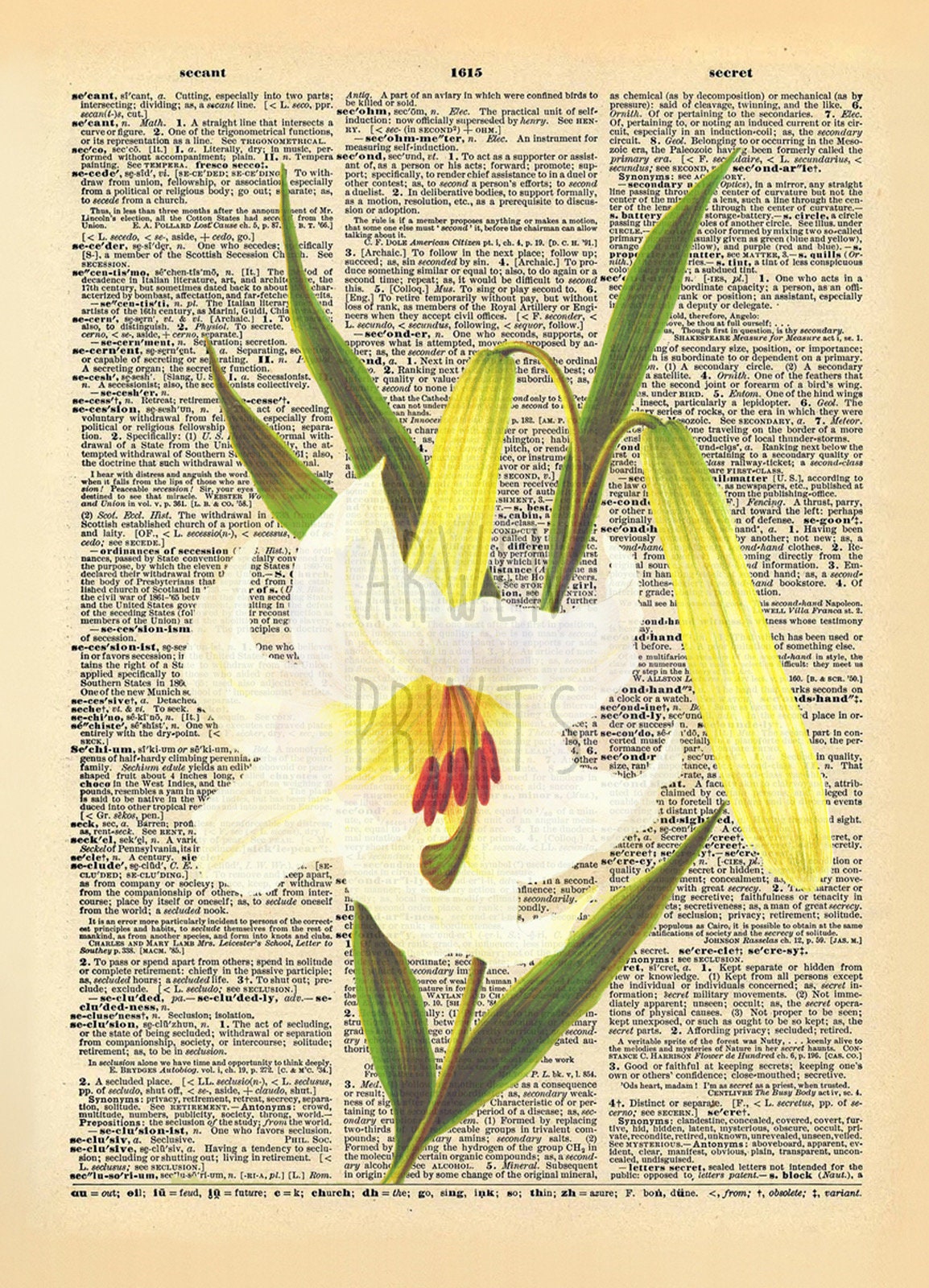 Lily Flower Illustration Dictionary Art Print