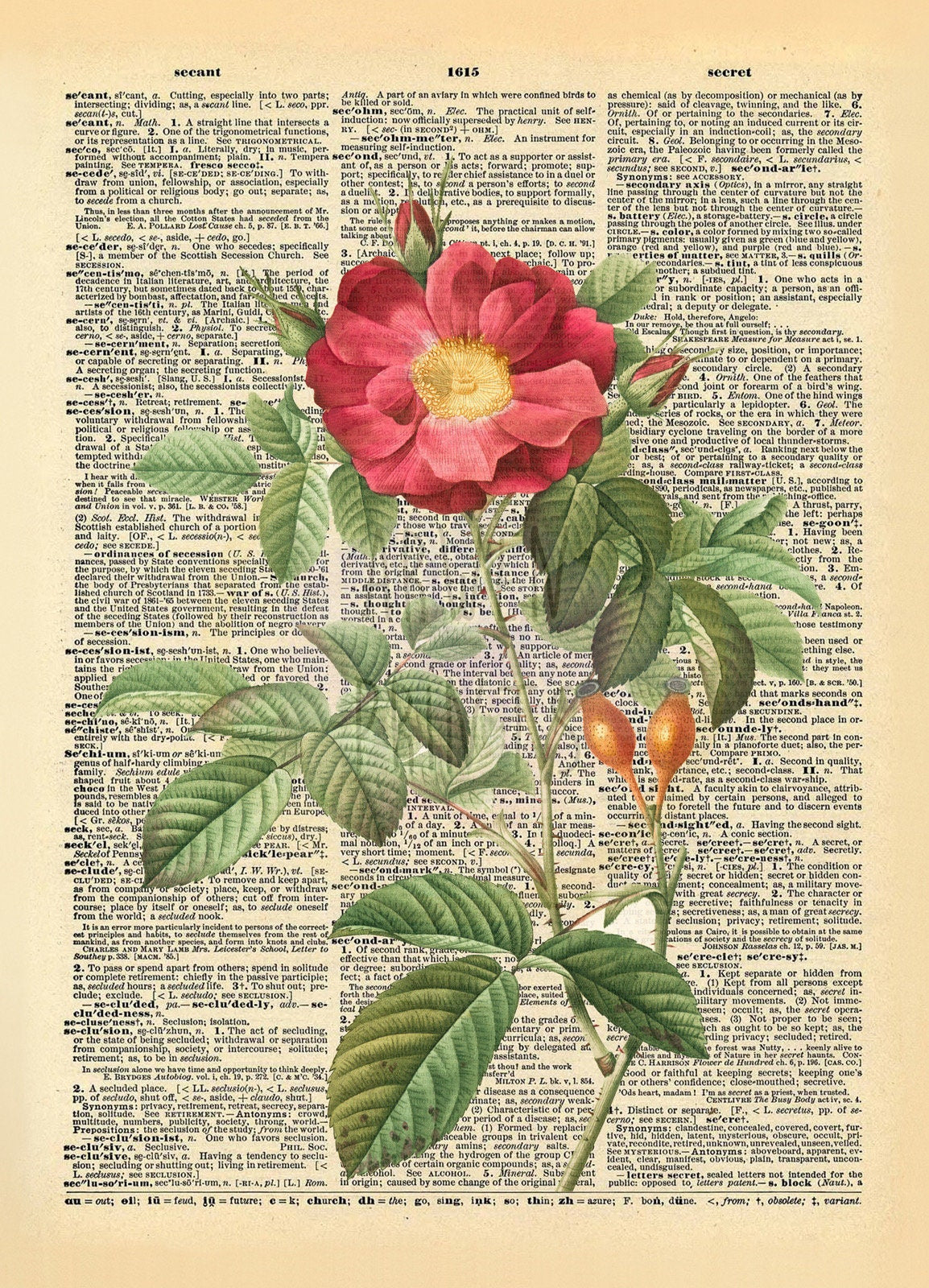 Flower Rose Illustration Dictionary Art Print