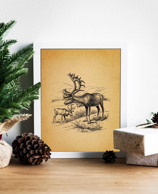 Christmas Vintage Deer Illustration Sketch Art Print, Vintage Christmas, Vintage Nature Illustration, Christmas Art, Deer Art, Deer Drawing