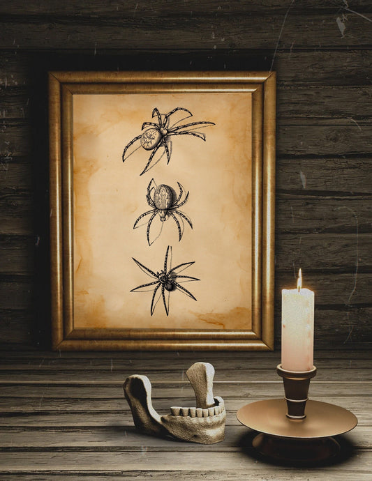 Halloween Spiders Vintage Illustration Art Print, Macabre Art, Macabre Wall Decor, Halloween Decor, Spider Drawing, Spider Illustration Art
